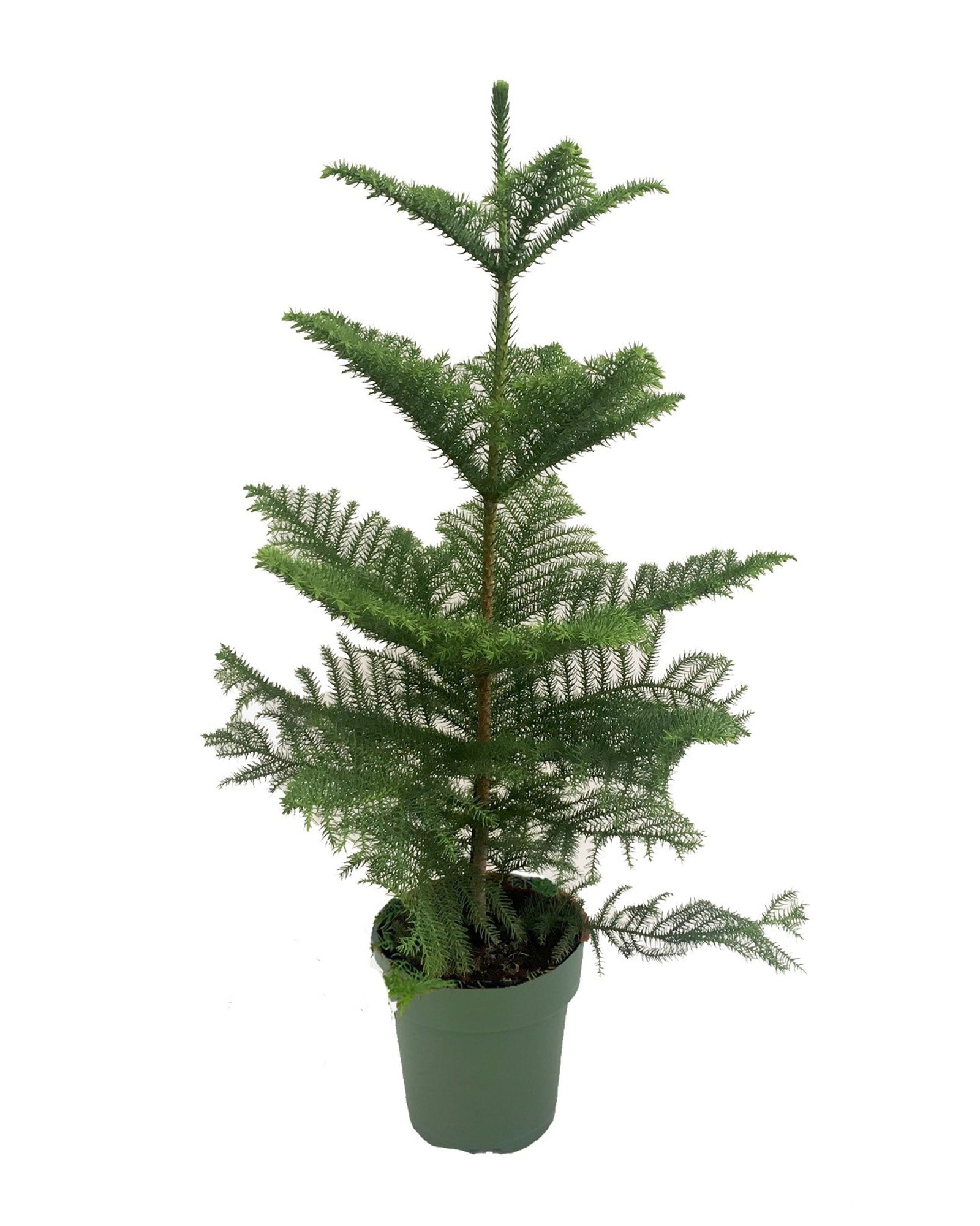 Araucaria Heterophylla P21 H100