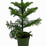 Araucaria Heterophylla P14 H40