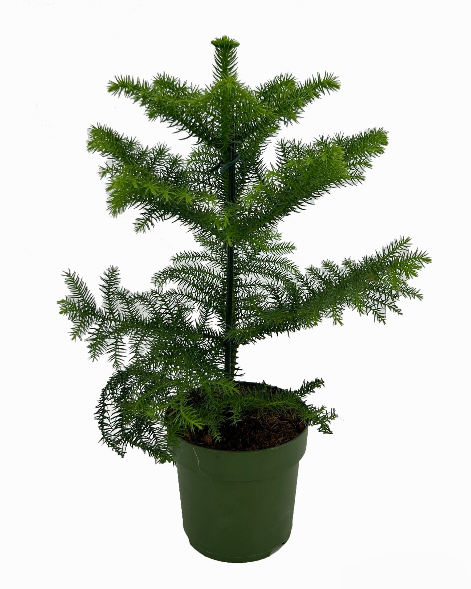 Araucaria Heterophylla P14 H40