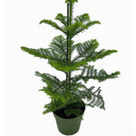 Araucaria Heterophylla P17 H50