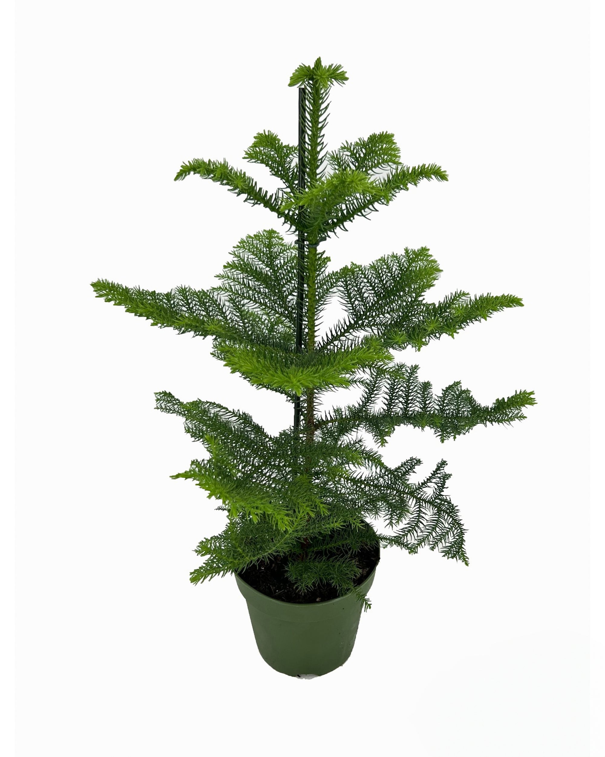 Araucaria Heterophylla P17 H50
