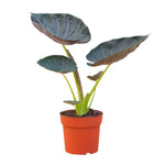 Alocasia Regal Shield P17 H55