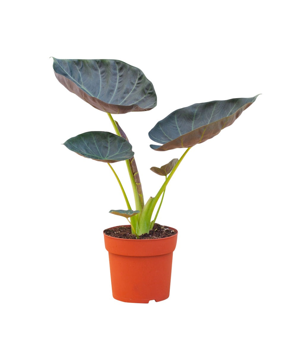 Alocasia Regal Shield P17 H55