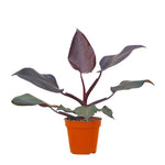 Philodendron Burgundy Princess P12 H25