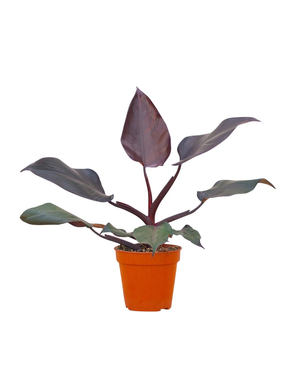 Philodendron Burgundy Princess P12 H25