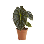 Alocasia Golden Bone P12 H25