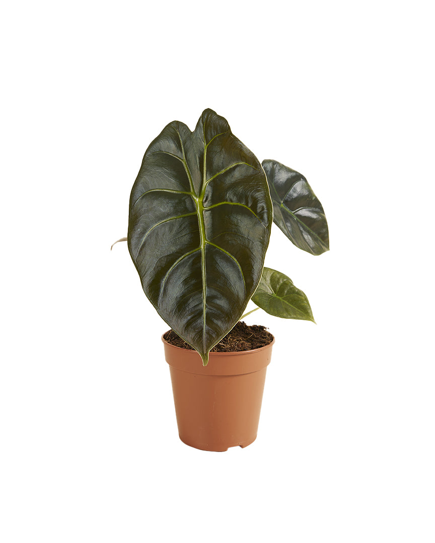 Alocasia Golden Bone P12 H25