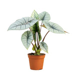 Alocasia Platinum P12 H15
