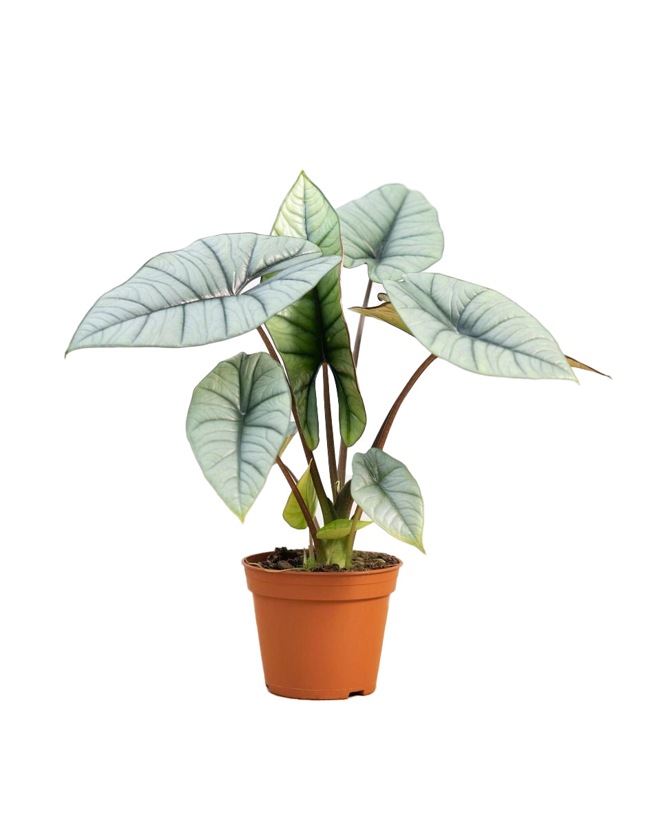 Alocasia Platinum P12 H15