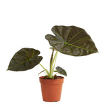 Alocasia Regal Shield P12 H25