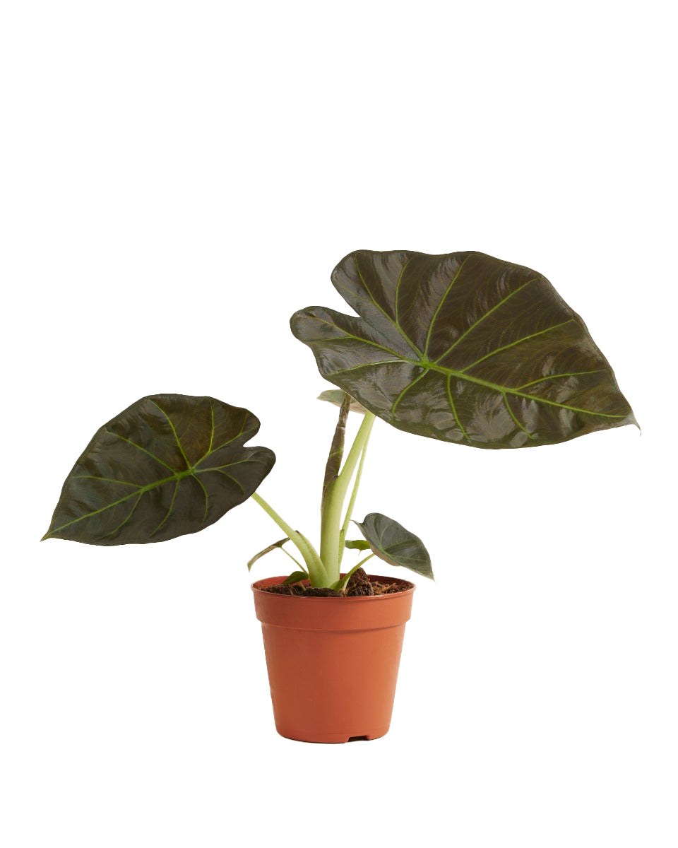 Alocasia Regal Shield P12 H25