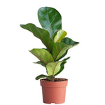 Ficus Lyrata P12 H35