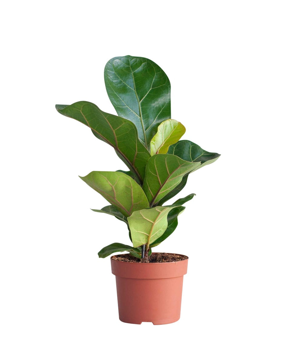 Ficus Lyrata P12 H35