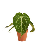 Anthurium Magnificum P12 H35