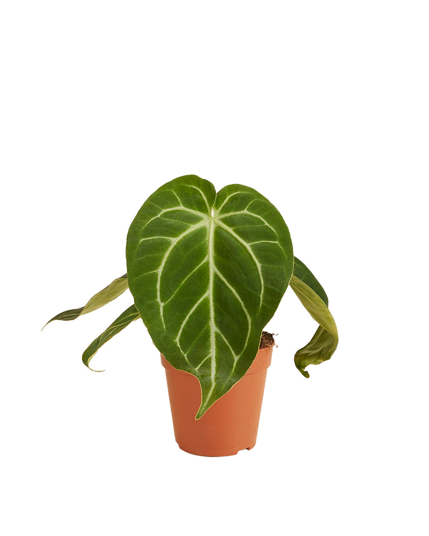 Anthurium Magnificum P12 H35