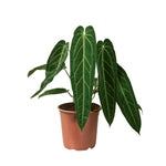 Anthurium Warocqueanum P21 H70