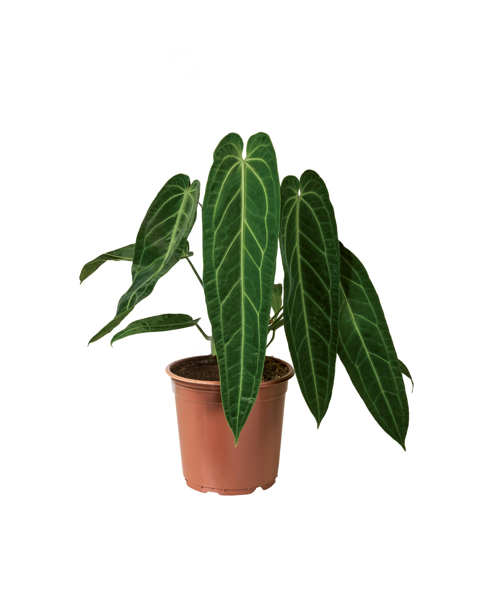 Anthurium Warocqueanum P21 H70