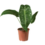 Anthurium Veitchii P21 H50