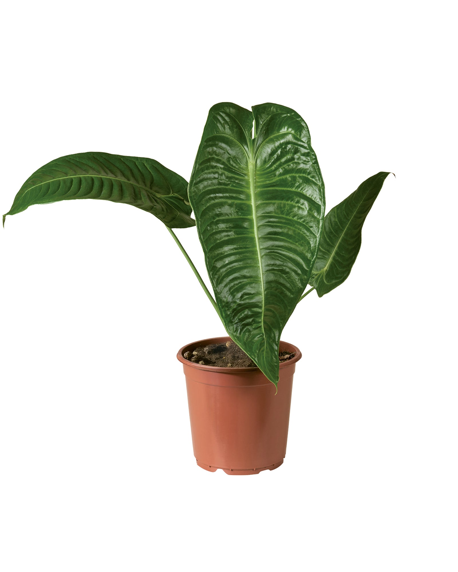 Anthurium Veitchii P21 H50