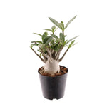 Adenium Obesum P12 H30