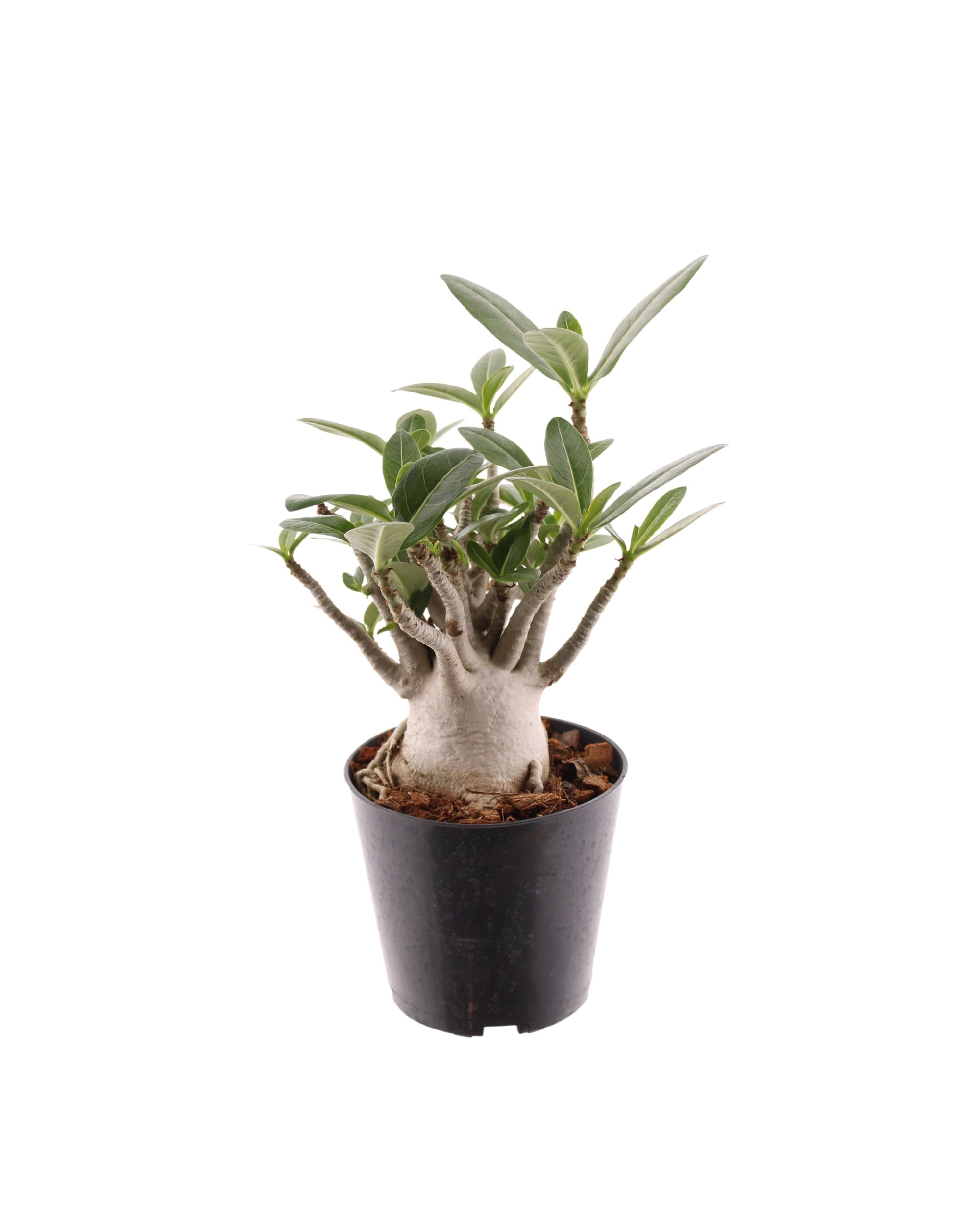 Adenium Obesum P12 H30
