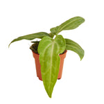 Anthurium Villenaorum P6 H15