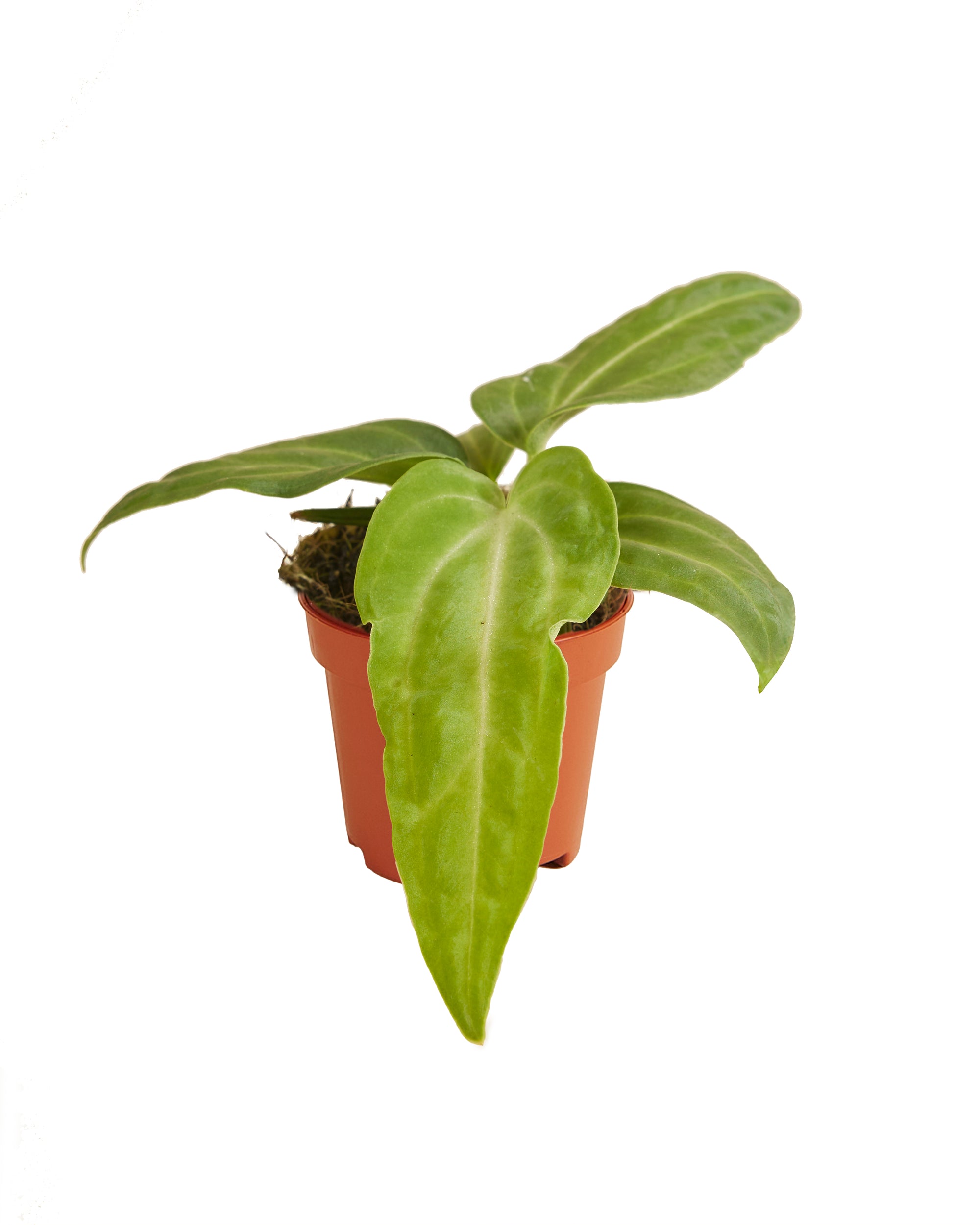 Anthurium Villenaorum P6 H15