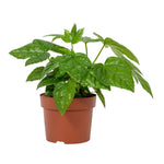 Fatsia japonica P12 H35