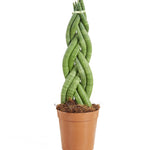 Sansevieria Twister P12 H40