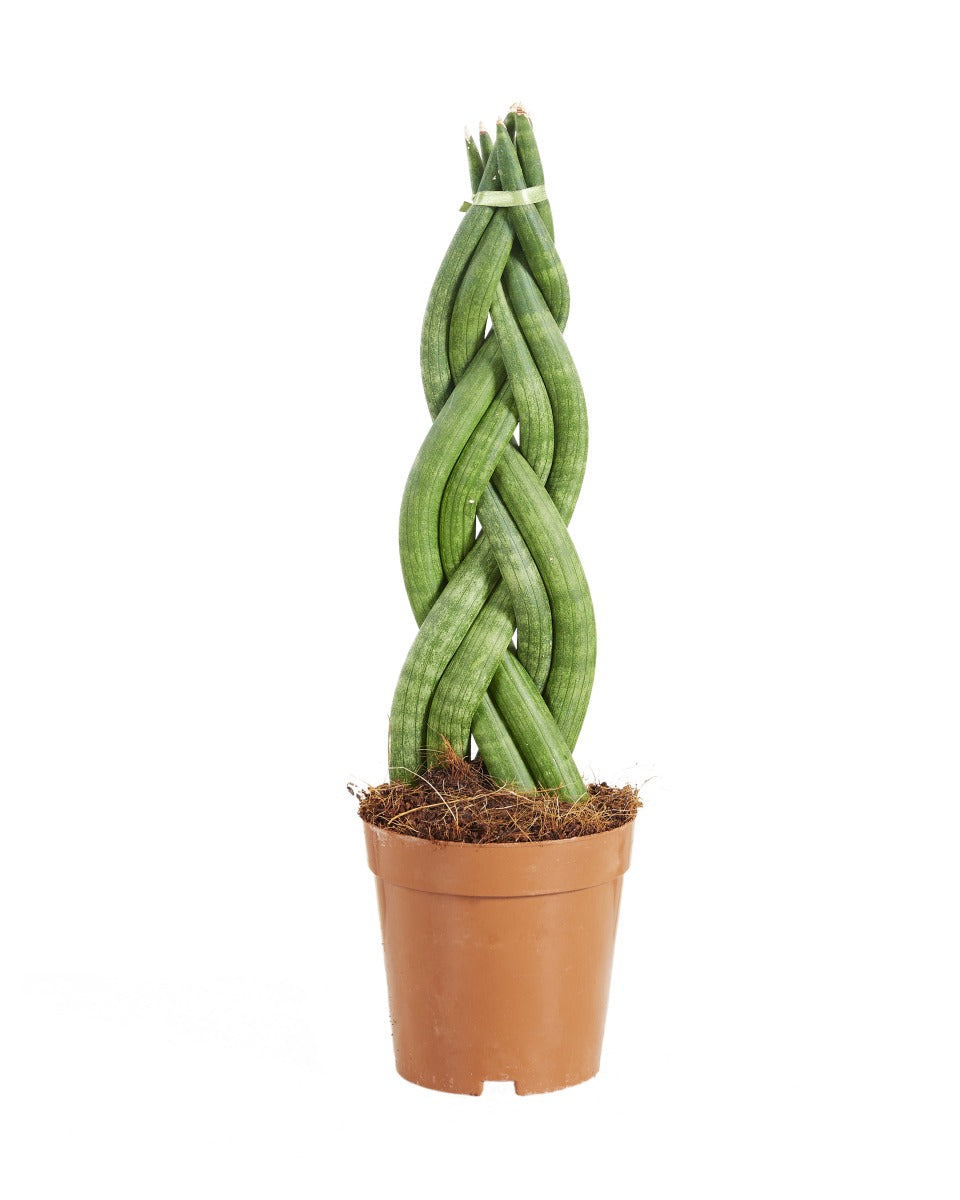 Sansevieria Twister P12 H40