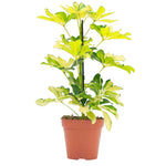 Schefflera Melanie P13 H45