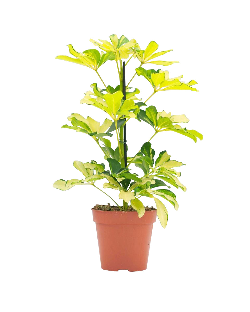 Schefflera Melanie P13 H45