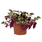 Tradescantia Violet Hill P12 H35