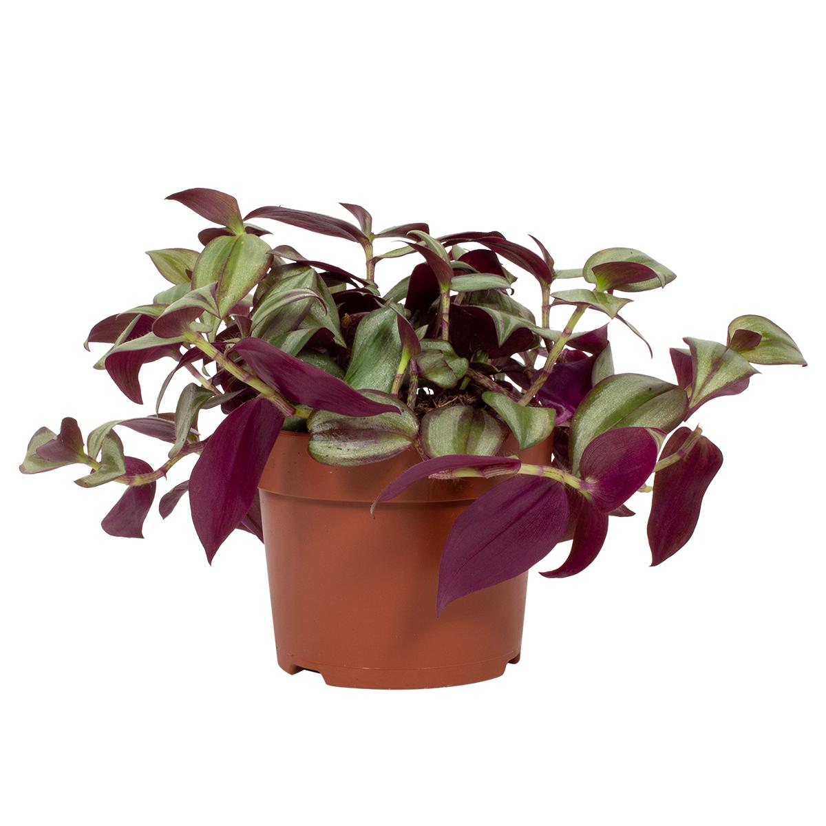 Tradescantia Violet Hill P12 H35