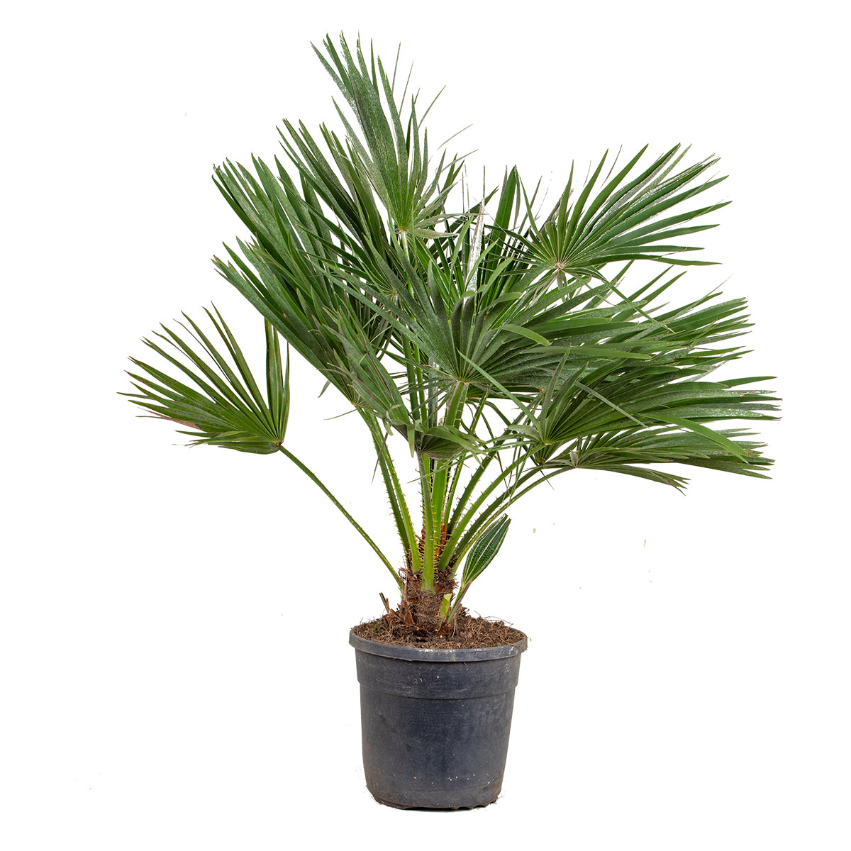 Chamaerops humilis