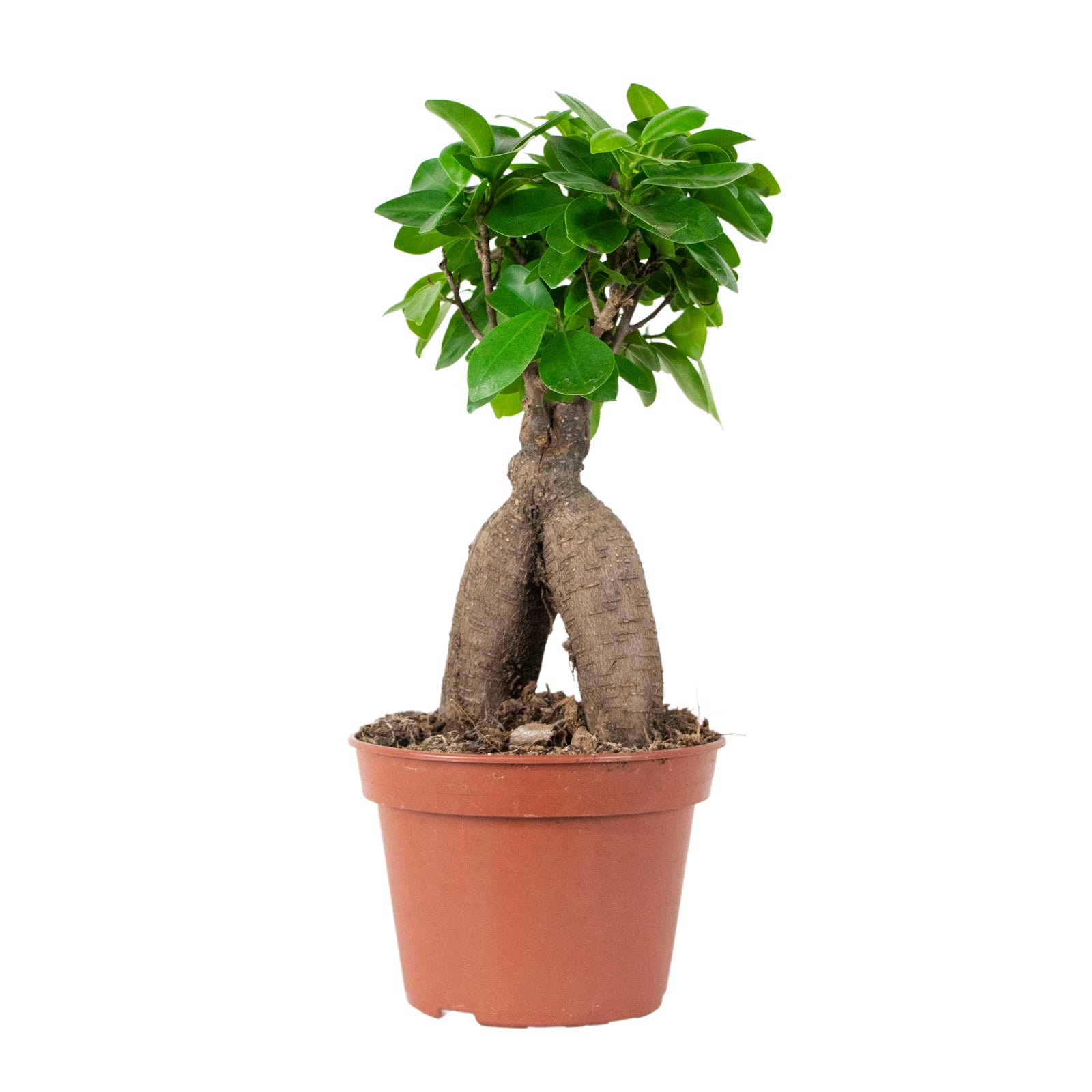 Ficus microcarpa Ginseng P15 H35
